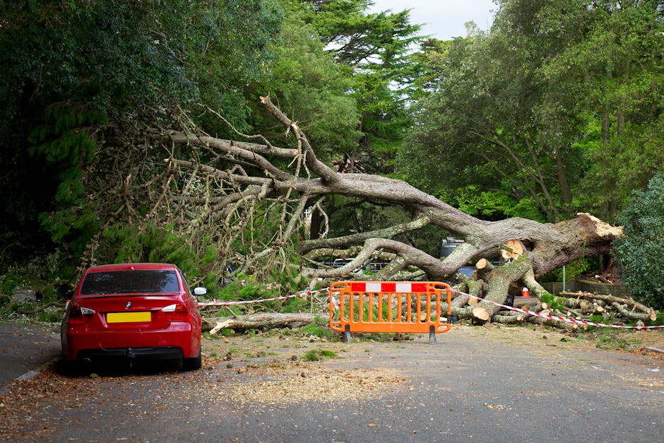 A fallen large tree with multiple thick branches and a broad trunk has collapsed across a parking area in Brent Park, blocking the roadway and covering part of the paved surface with logs and debris. The tree has snapped near the base, with fresh cuts visible on the trunk, suggesting recent damage. A red car is parked nearby, facing away from the fallen tree, with its rear close to a temporary orange safety barrier placed around the scene. The barrier is connected by a red and white striped tape to cordon off the area to prevent access during clearance operations. Surrounding the site are dense green trees and foliage, indicating a wooded or suburban residential area. No people are visible in the image, but the scene demonstrates the aftermath of a storm or severe weather impacting local infrastructure, with clear indications of ongoing removal and cleanup activities by a professional removals or emergency service team, possibly associated with Man with Van Brent Park or similar services specializing in house removals and property clearance.